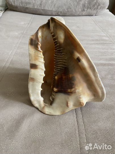 Морские ракушки раковины