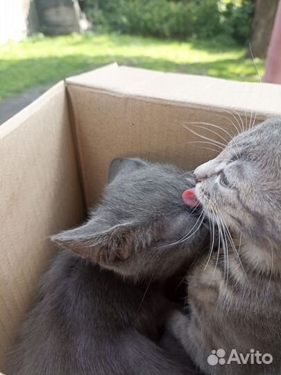 Котята маленькие