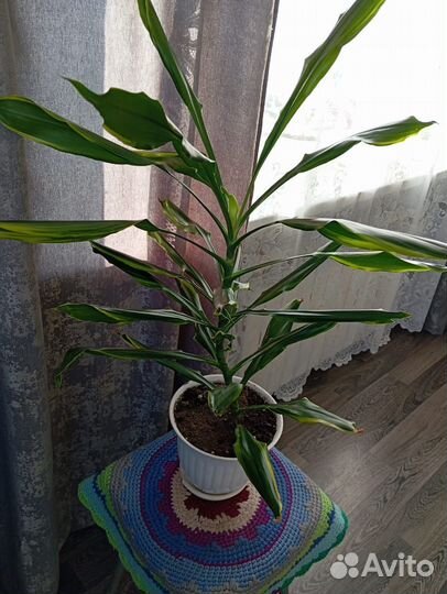 Комнатные цветы