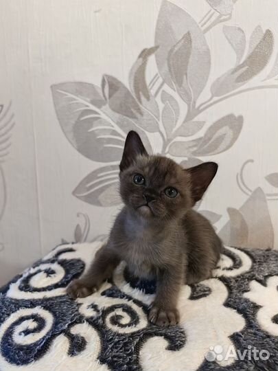 Продажа котят