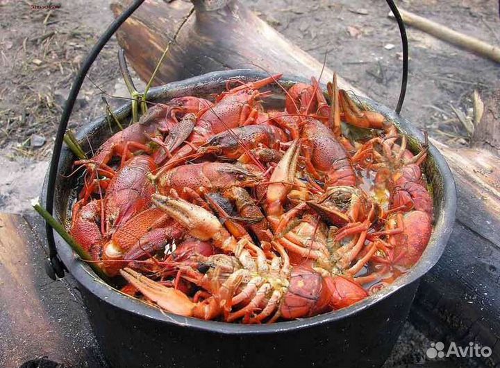 Раки волжские.Розница.Опт