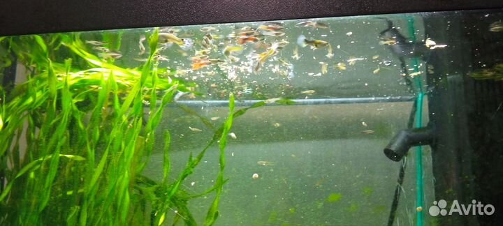 Аквариум с рыбами и растениями 60 л