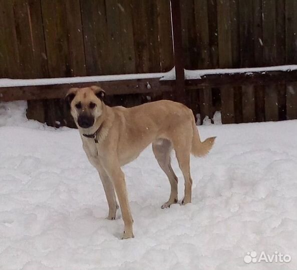 Собака ищет дом