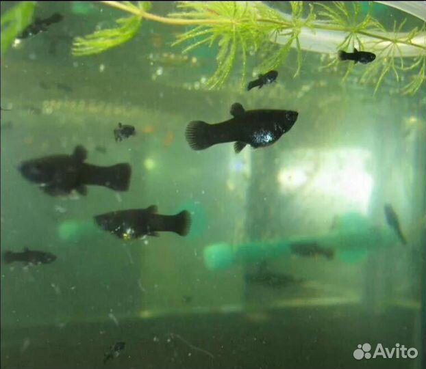 Аквариумные рыбки