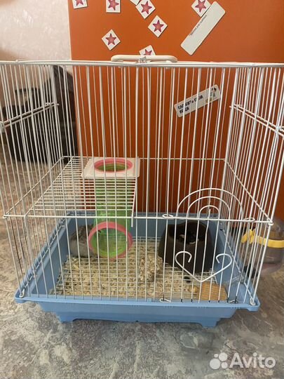 Клетка с хомяком