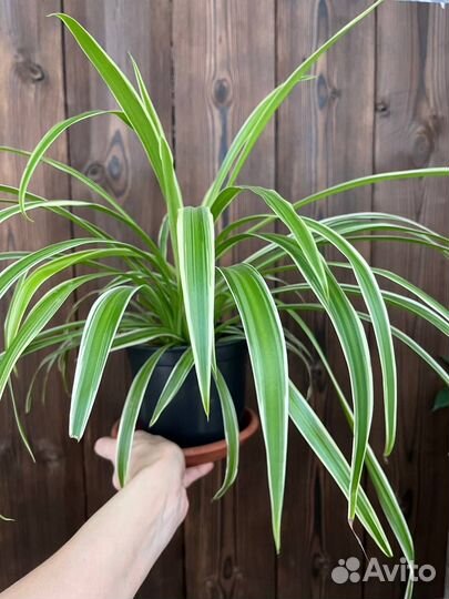 Хлорофитум