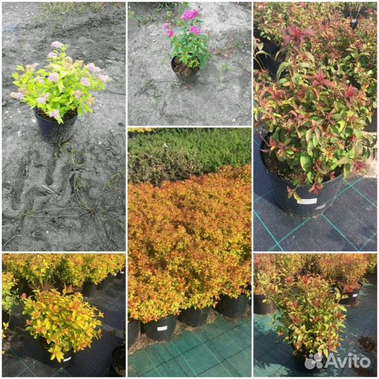 Спирея японская с3