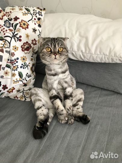 Стрижка кошек и котов, без наркоза