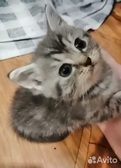 Отдам бесплатно