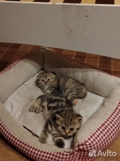 Продаются шотландские котята. К лотку приучены