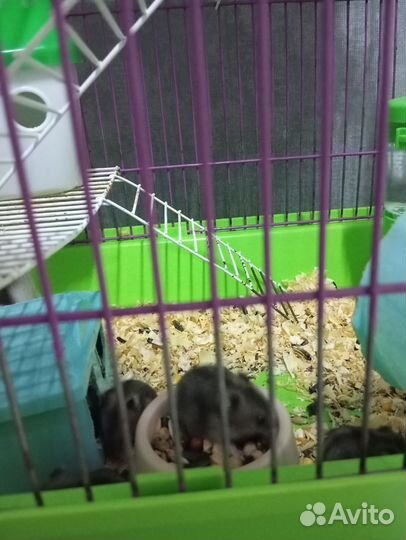 Хомяки джунгарики 2 недели