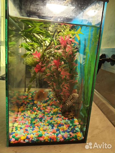 Аквариум с рыбками бу