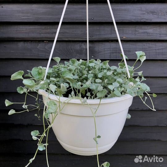 Дихондра в кашпо