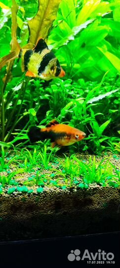 Меченосцы Кубинские