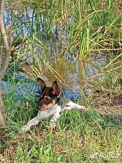 Собака в добрые руки отдам бесплатно