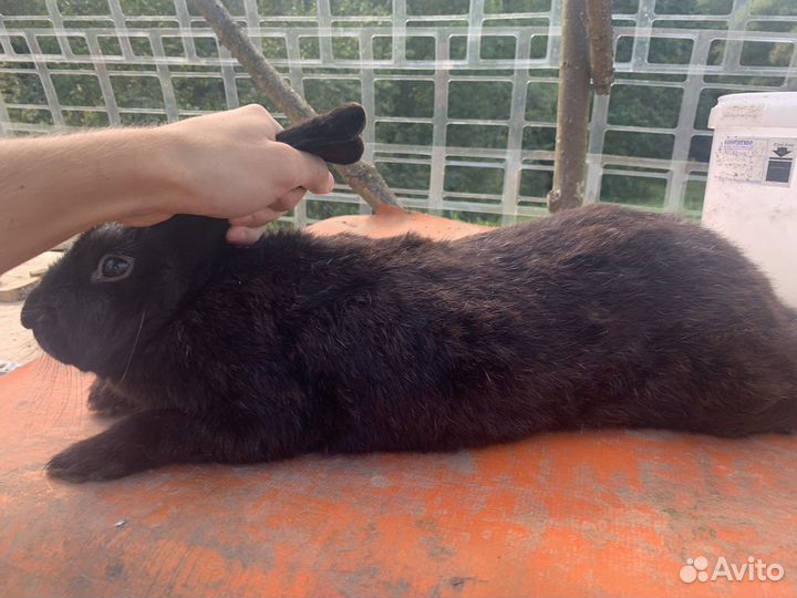 Калифорнийские кролики