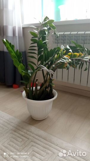 Комнатные растения цветы