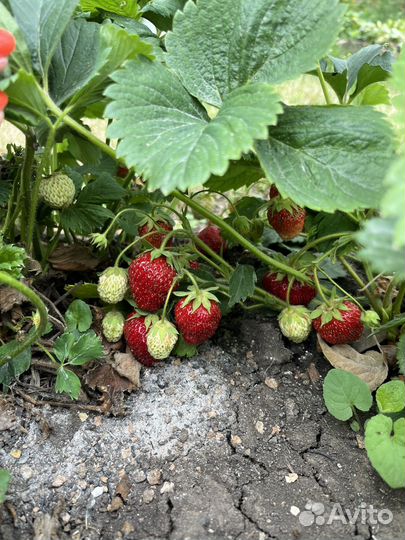 Рассада клубники