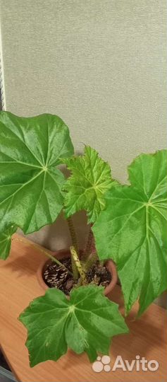 Бегония, щучий хвост, женское счастье, ананас