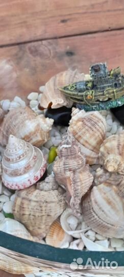 Аквариум без фильтра с наполнением ракушки