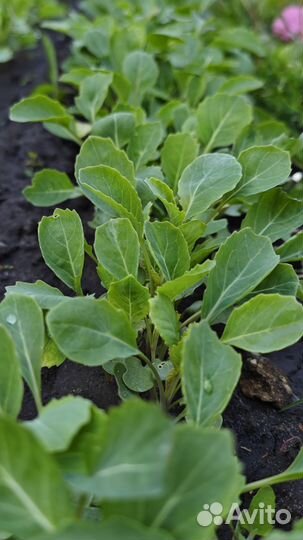 Баклажан рассада, капуста, помидоры, перец