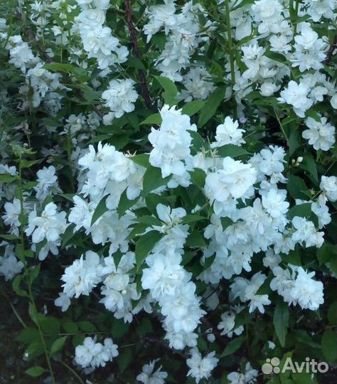 Чубушник жасмин снежная буря