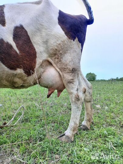 Корова дойная с телëнком