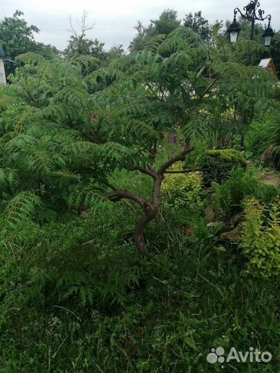 Сумах Диссекта. Уксусное дерево