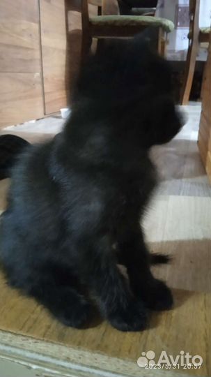 Котята в добрые руки приучены к лотку