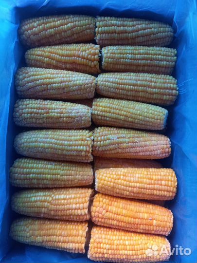 Кукуруза в початках