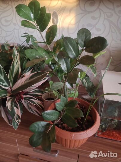 Замиокулькас