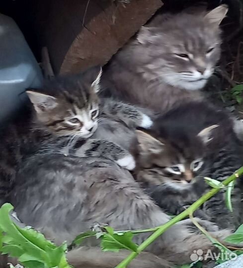 Котята в добрые руки