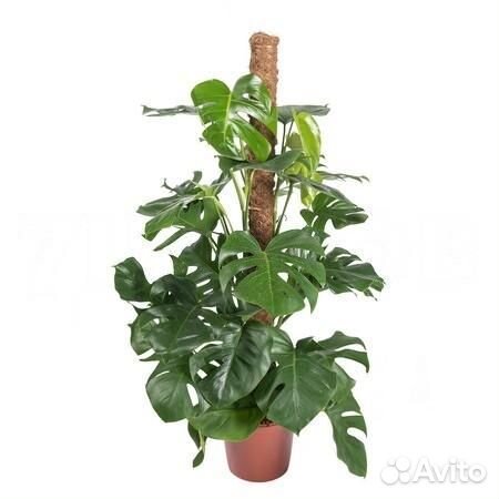 Горшечные растения