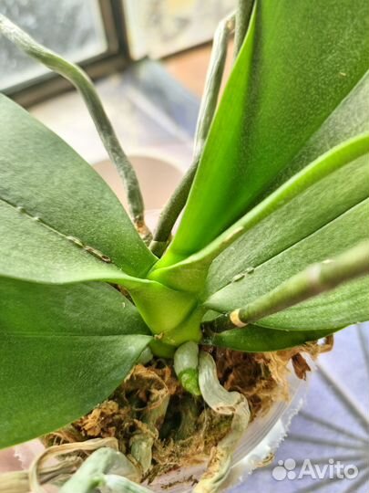 Орхидея фаленопсис сорт кнм 2633