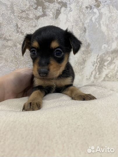 Мини Той-терьер щенки