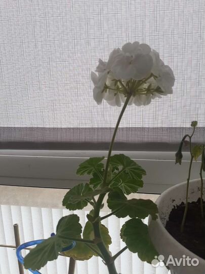 Продам саженцы комнатных цветов