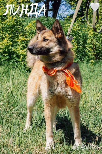 Собака из приюта ищет дом