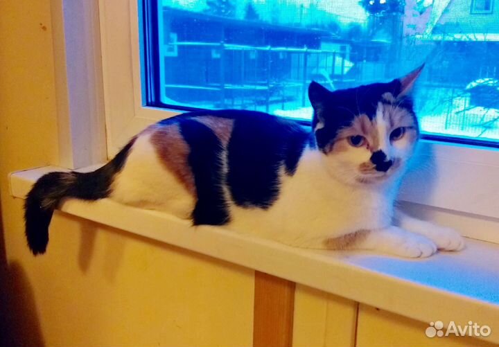 Трехцветная кошечка - к удаче