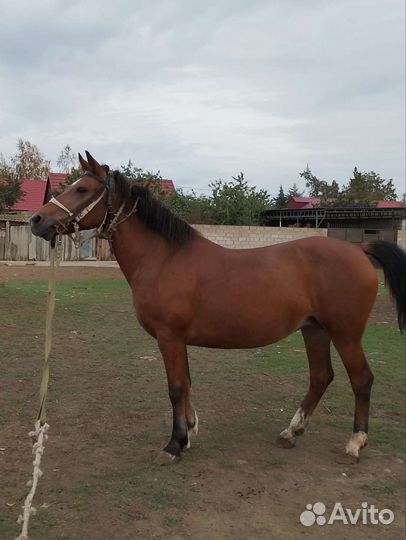 Лошадь кобыла