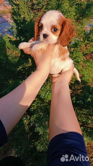 Девочка кавалерушка