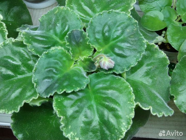 Сортовые фиалки