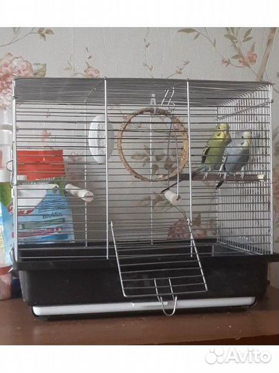 Волнистый попугай 2 парня