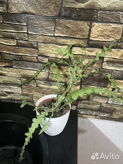 Филодендрон