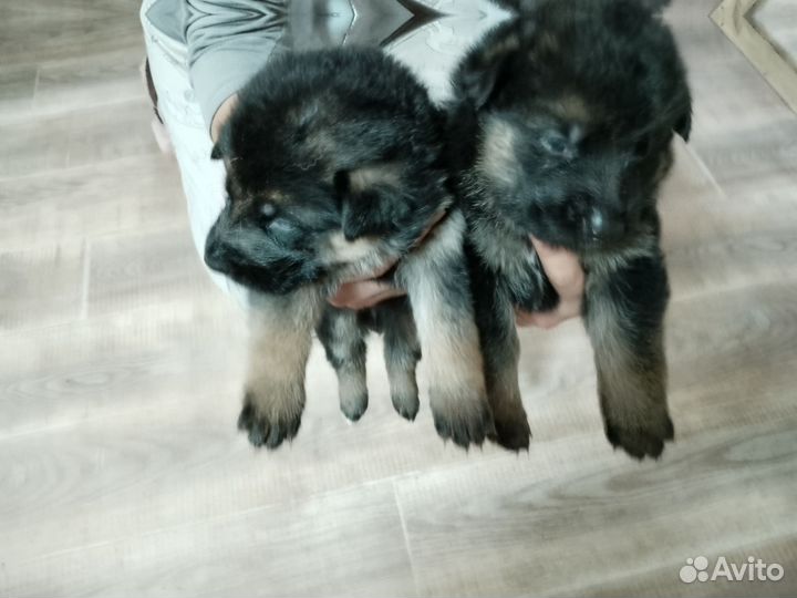 Немецкая овчарка