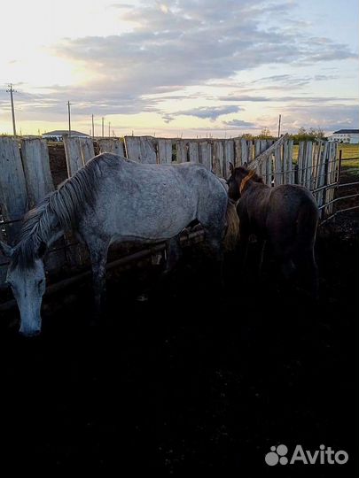 Кобылы с жеребенком