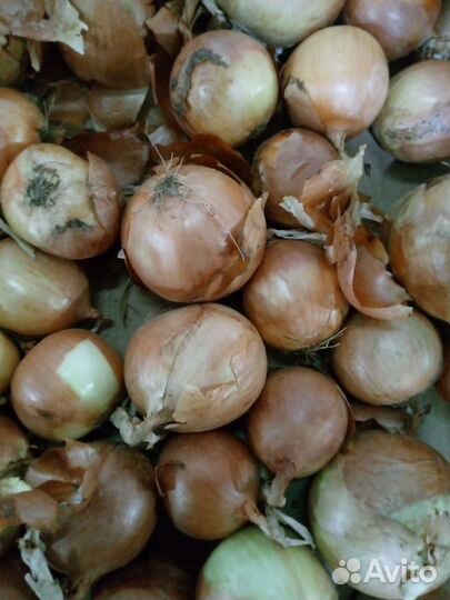 Лук репчатый