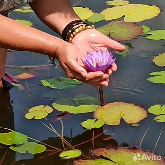 Нимфеи,кувшинки,лотосы,эйхорхию и другие растения