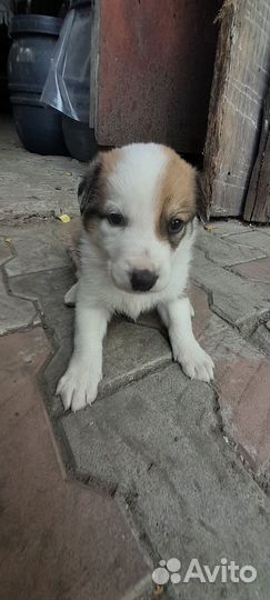 Щенки в добрые руки