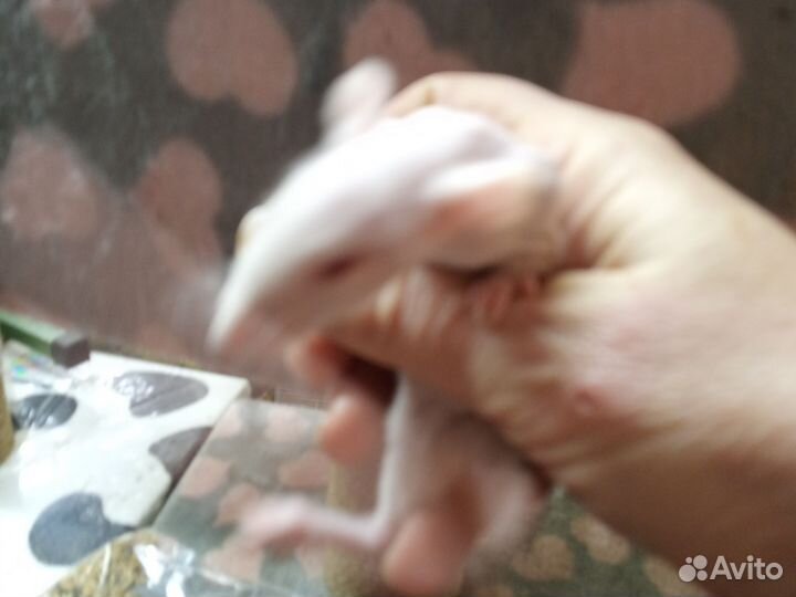 Крыса сфинкс