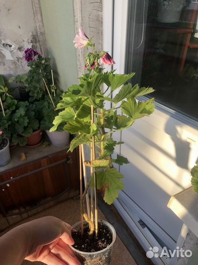 Пеларгония герань